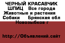 ЧЕРНЫЙ КРАСАВЧИК ШПИЦ - Все города Животные и растения » Собаки   . Брянская обл.,Новозыбков г.